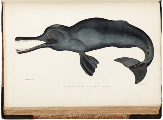 ‘Illustrations of Indian Zoology, Volume 2.’ PBA Galleries image
