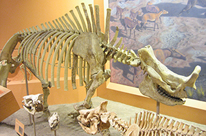 Brontotherium hatcheri fossil at the National Museum of Natural History, Washington, D.C. Image by Postdlf. This file is licensed under the Creative Commons Attribution-ShareAlike 3.0 Unported license.