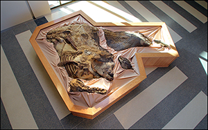 An overhead view of Dakota, the dinosaur mummy, which will be on exhibit at the North Dakota Heritage Center. Image courtesy of the North Dakota Geological Survey.