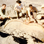 Paleontologists from the Idaho Museum of Natural History excavating a bison latifrons at American Falls, Idaho, in the 1930s. This file is licensed under the Creative Commons Attribution-ShareAlike 3.0 Unported license.