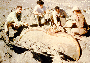 Paleontologists from the Idaho Museum of Natural History excavating a bison latifrons at American Falls, Idaho, in the 1930s. This file is licensed under the Creative Commons Attribution-ShareAlike 3.0 Unported license.