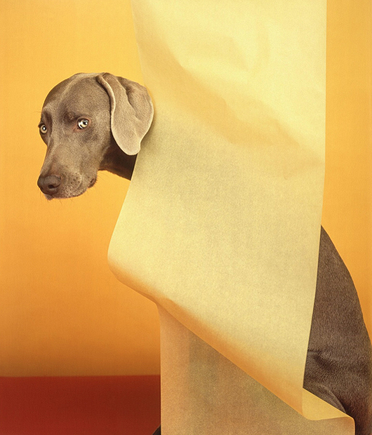 William Wegman, 'The Wave,' pigment print, 17 of 30, framed, 11 x 8.5in, est. $850. Image courtesy Paddle 8 / Mercy For Animals