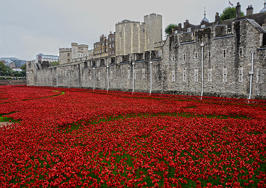 'Blood Swept Lands and Seas of Red,' an installation consisting of ceramic poppies planted in the Tower of London moat, commemorating the centenary of the outbreak of World War I. Image by Yuval Weitzen. This file is licensed under the Creative Commons Attribution-ShareAlike 3.0 Unported license.
