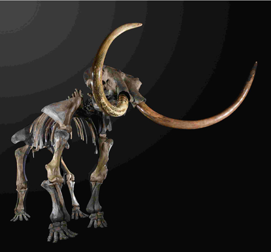 Skeleton of 'Monty' the Woolly Mammoth. Image courtesy of Summers Place Auctions