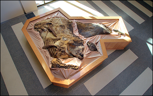 An overhead view of Dakota, the dinosaur mummy, which is on exhibit at the North Dakota Heritage Center. Image courtesy of the North Dakota Geological Survey.