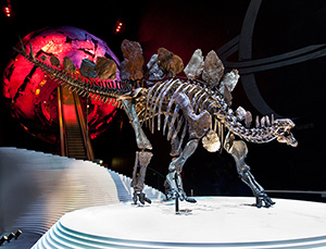 The Natural History Museum in London is giving the stegosaurus star treatment. Image courtesy Natural History Museum, London.
