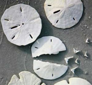 Sand dollars we found on the beach, with one broken open to show the ‘angels.’ Photo: Christopher Proudlove