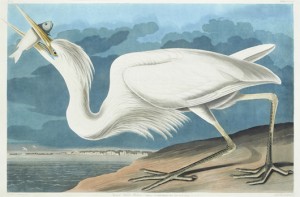 Hand-colored engraving from John J. Audubon’s ‘Birds of America,’ titled ‘Great White Heron.’ Crescent City Auction Gallery image