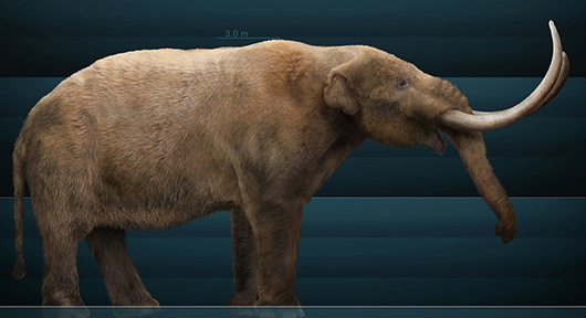 Graphical reconstruction of a mastodon based on bony structure and paleontological texts. Image by Sergiodlarosa. This file is licensed under the Creative Commons Attribution-ShareAlike 3.0 Unported license.
