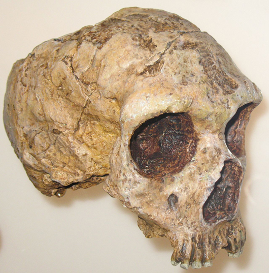 Semi-frontal view of a Neanderthal skull from Gibraltar. Image by Pascal Terjan. This file is licensed under the Creative Commons Attribution 3.0 Unported license.
