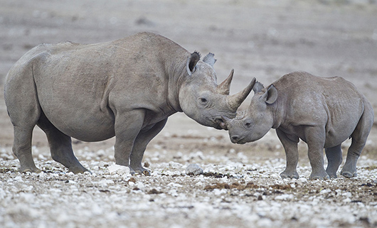 Black rhinoceros mother and calf in the Etosha National Park in Namibia. The species overall is classified as critically endangered, and one subspecies, the western black rhinoceros, was declared extinct in 2011. March 11, 2013 photo by Yathin S Krishnappa, licensed under the Creative Commons Attribution-Share Alike 3.0 Unported license.