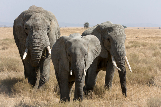 Despite the global embargo on elephant ivory that has been in place since 1990, the rate of elephant slaughter for tusks is at the highest point in a decade. In this picture, three female African bush elephants travel as a small herd in Tanzania. Photo by Ikiwaner, taken July 29, 2010, licensed under the terms of the GNU Free Documentation License, Version 1.2.