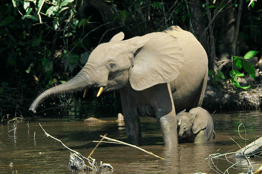 An African elephant mother bathing with her calf. This file was published in a Public Library of Science journal. The content of all PLOS journals is published under the Creative Commons Attribution 2.5 license, unless indicated otherwise.