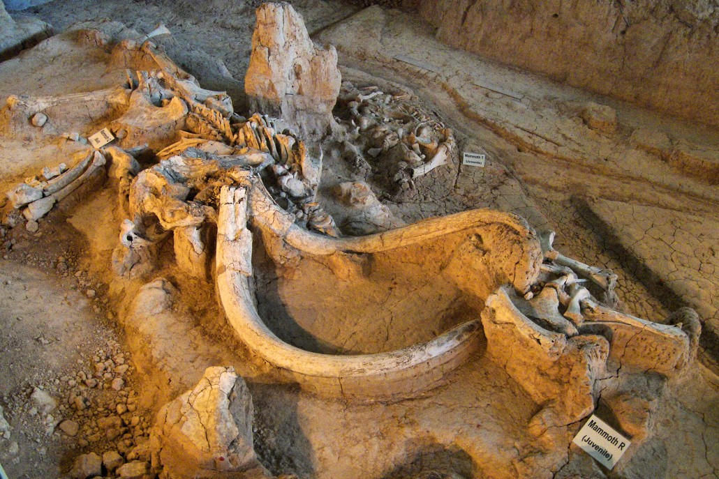 Mammoth remains at the Waco Mammoth National Monument in Texas. Mammoth Q is a bull mammoth. Mammoths R and T were juveniles. Mammoth T was buried 68,000 years ago. Mammoth Q and R were buried 15,000 years later. Copyrighted photo by Larry D. Moore, CC BY-SA 3.0.