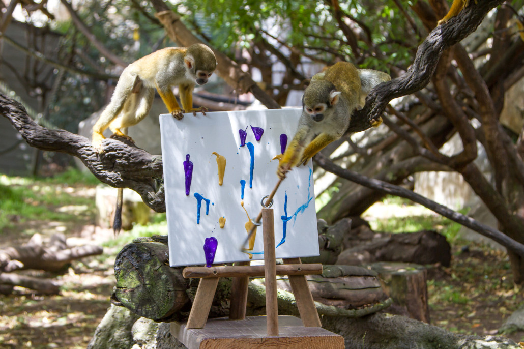Squirrel monkeys Pythagoras (a 3-year-old male) and Peru (a 16-year-old female) showed their preference for plein-air painting. Photo by Leslie Cohelan