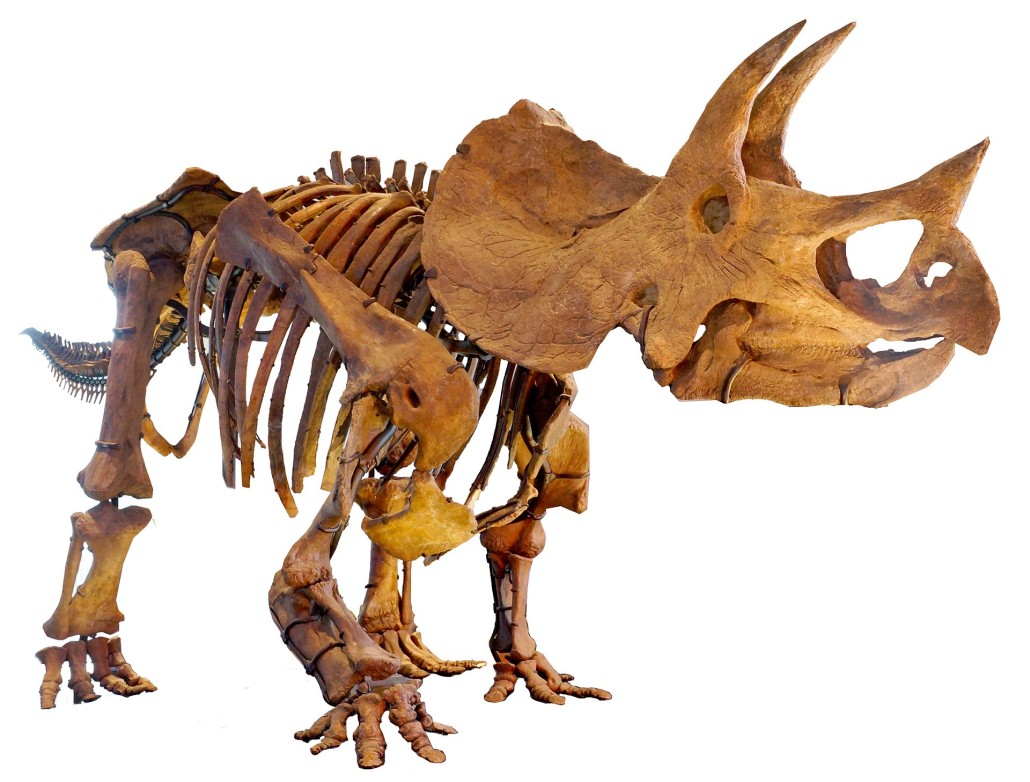 Perhaps the most widely recognizable ceratopsian is the triceratops, which first appeared during the late Maastrichtian stage of the late Cretaceous period, about 68 million years ago, in what is now North America. This mounted triceratops skeleton is on display at the Los Angeles Museum of Natural History. Photo by Allie Caulfield, licensed under the Creative Commons Attribution-Share Alike 3.0 Unported license.