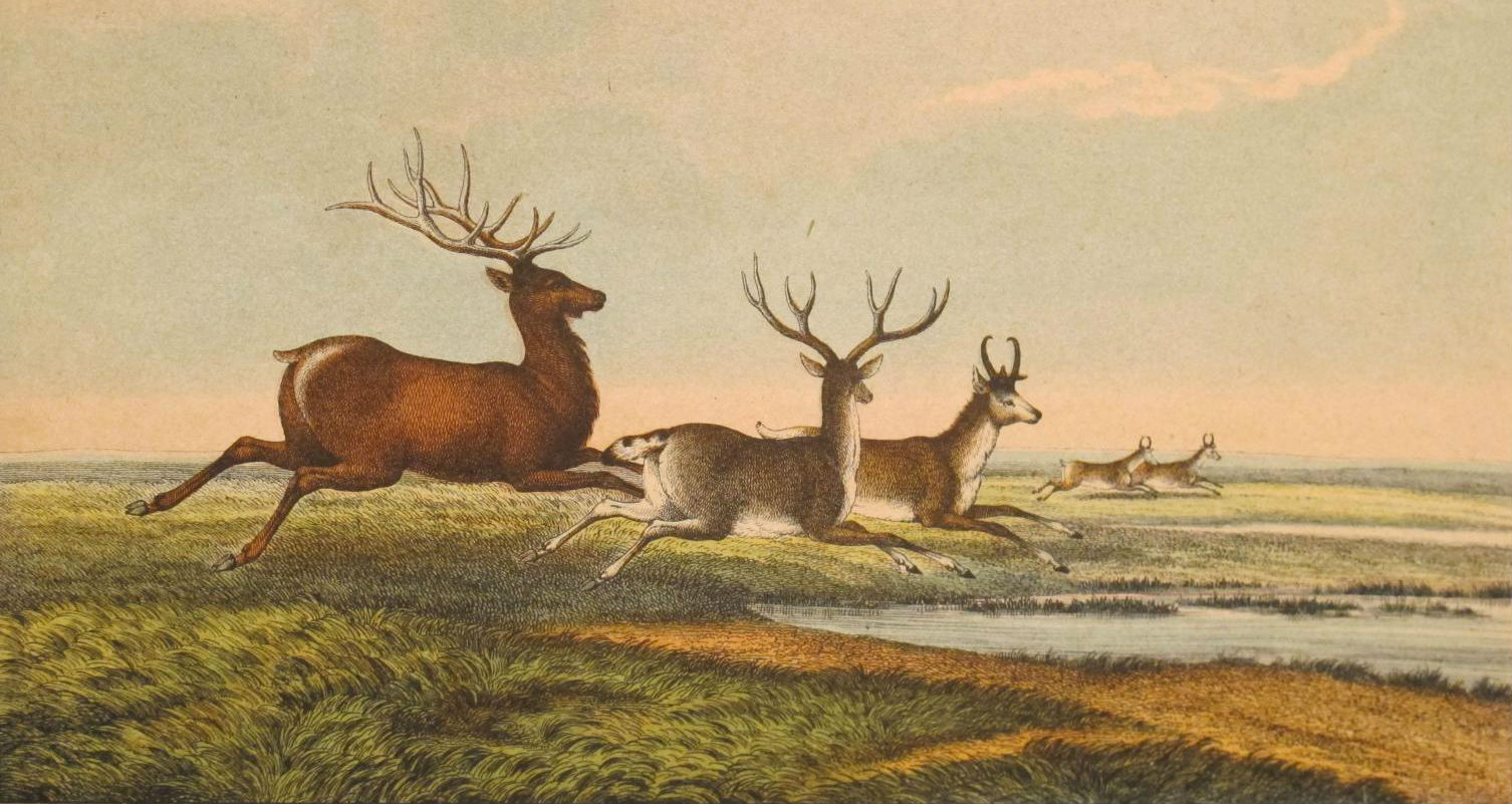 deer and antelope play