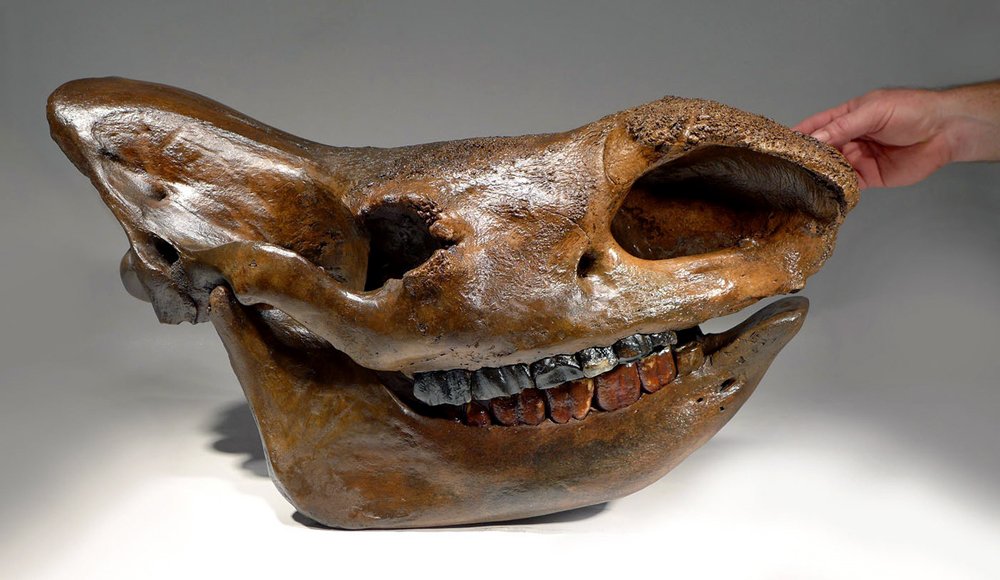 Complete Pleistocene woolly rhinoceros skull, origin Germany, est. $60,000-$70,000