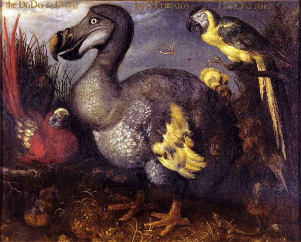 One of the most famous and often-copied paintings of a Dodo specimen, as painted by Roelant Savery in the late 1620s