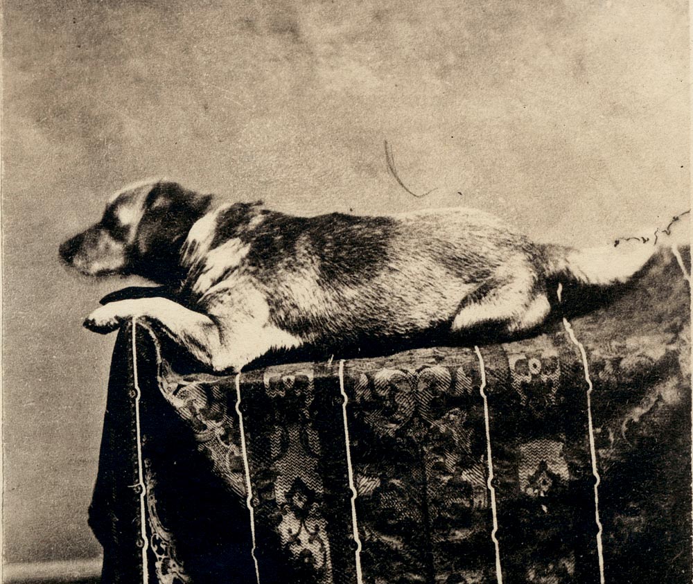 Abraham Lincoln's dog, Fido, 1860. Photographer: F.W. Ingmire