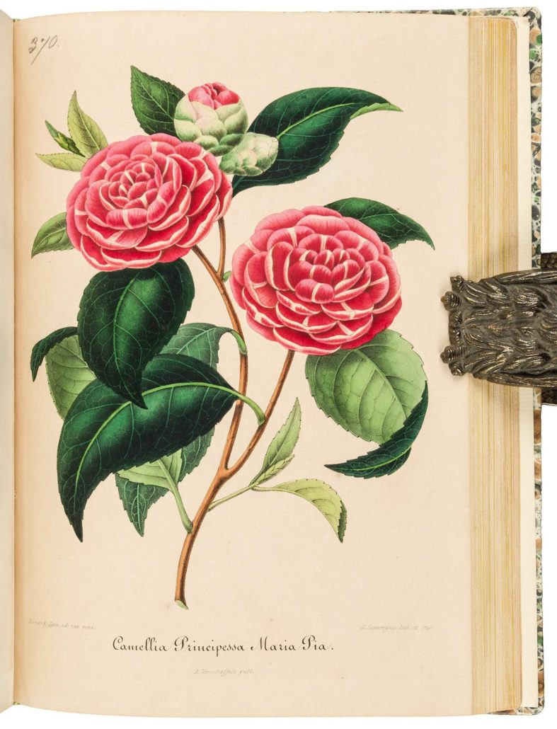 ‘Nouvelle Iconographie des Camellias’ contains nearly 500 luminous hand-colored plates of the large showy flowers. PBA Galleries image