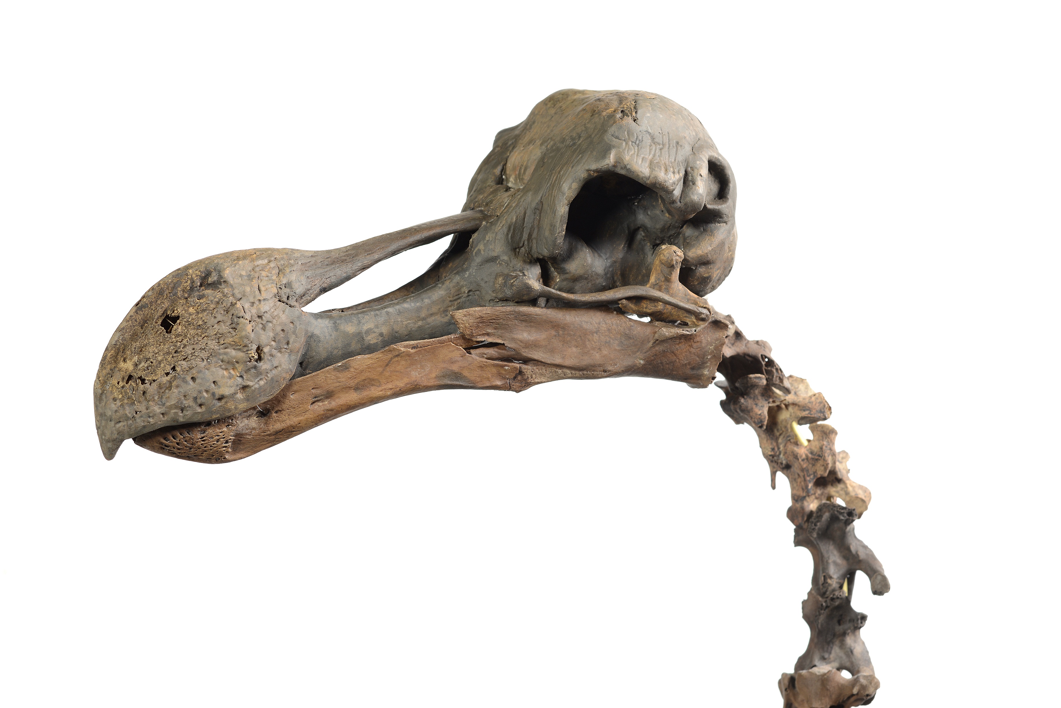 dodo skeleton