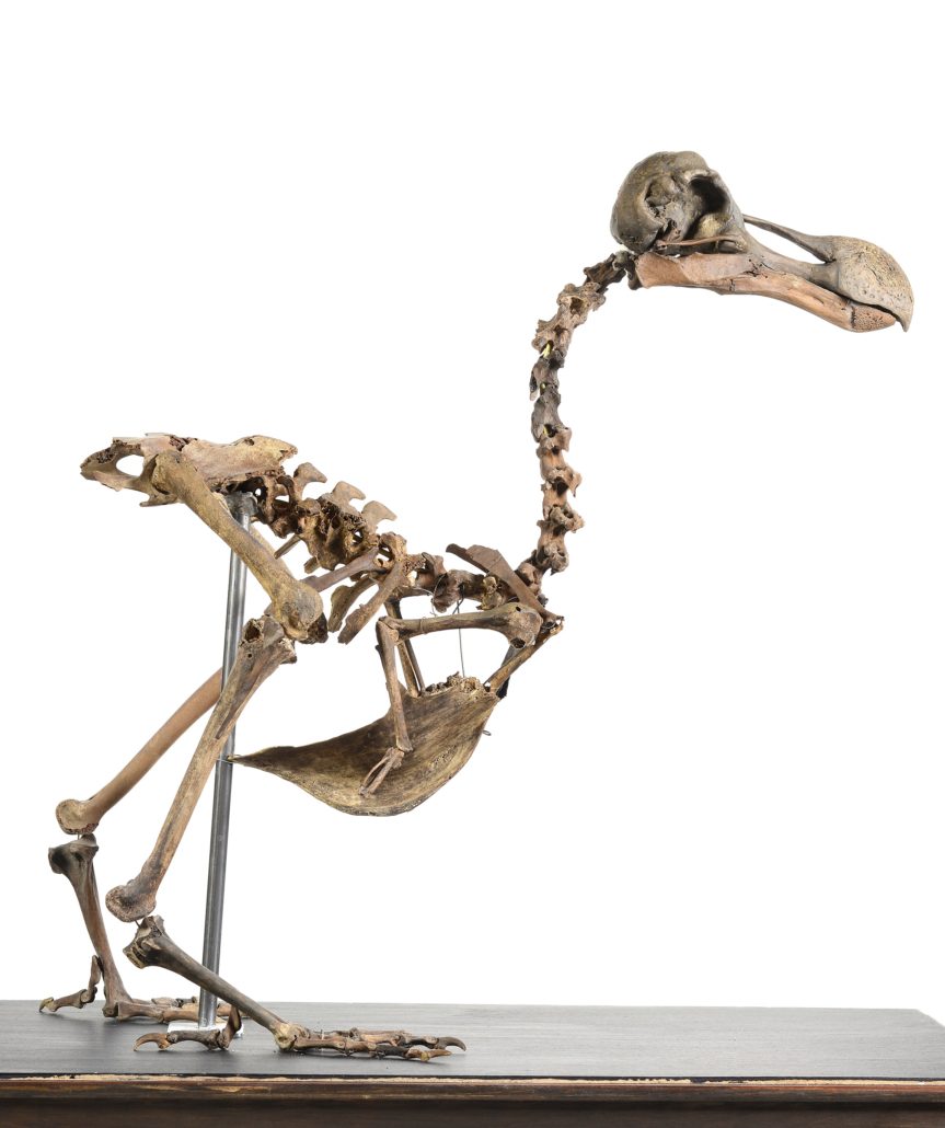 The dodo skeleton is expected to sell for upward of £500,000. Summers Place Auctions image.