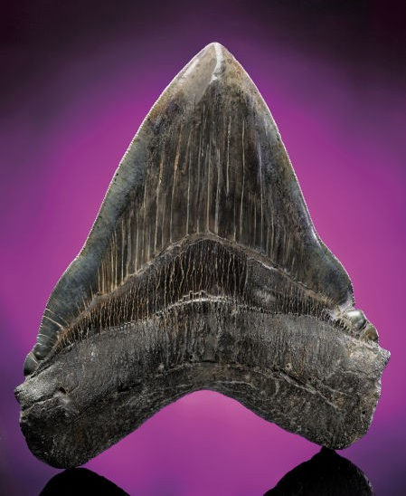 A fine specimen of a fossilized shark's tooth can have significant value. This 6 1/2 inch long Megalodon tooth, which is unrelated to the story, sold in 2011 for $2,600 plus buyer's premium. Image courtesy of LiveAuctioneers Archive and Heritage Auctions