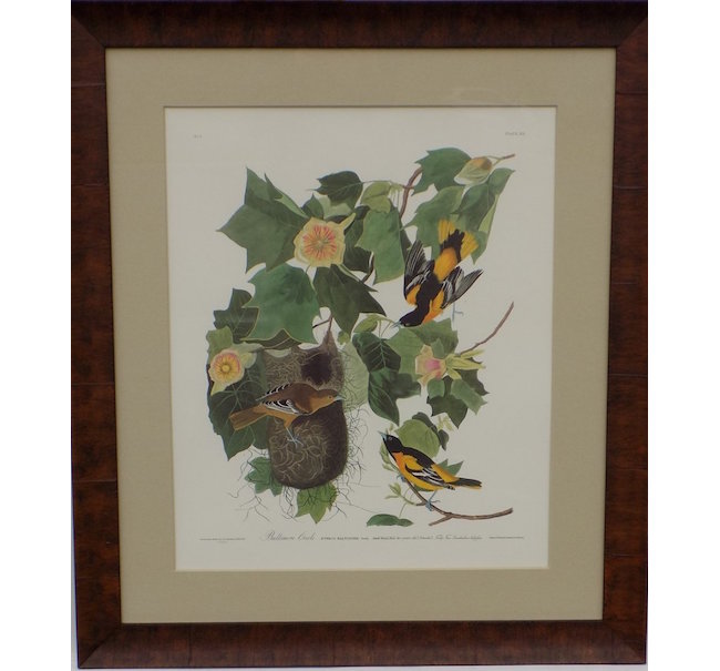 Original limited edition John James Audubon (American, 1785-1851) Princeton print of Baltimore orioles (505/1500), framed, est. $1,300-$1,700