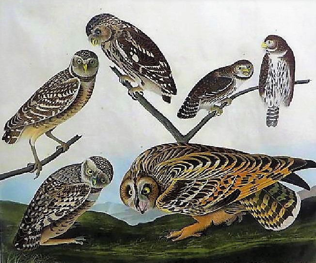 Audubon prints