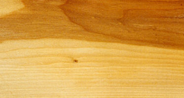 Wood Identification