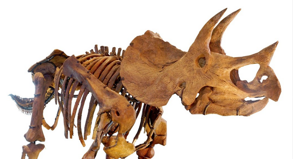 Triceratops skull, skeleton discovered at construction site