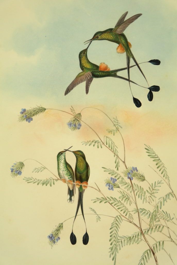Quinn's auction prints natural world animals botanicals