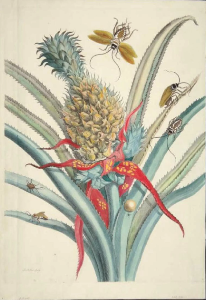 Quinn's auction prints natural world animals botanicals