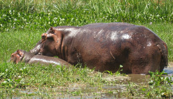 Tanzania to auction hippo teeth, despite criticism