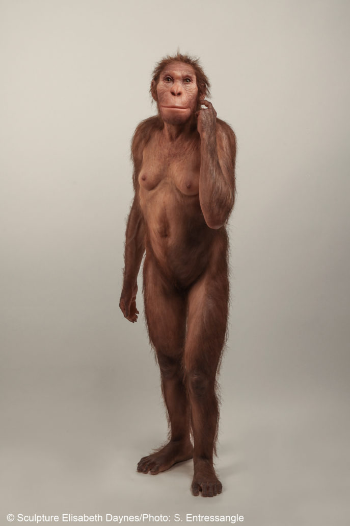 Life-size sculptural reconstruction of Australopithecus sediba, an extinct human relative that roamed southern Africa 2 million years ago. The one-of-a-kind reconstruction was commissioned by the University of Michigan Museum of Natural History and was created by the Daynès Studio in Paris. Image credit: © Sculpture Elisabeth Daynès/Photo: S. Entressangle