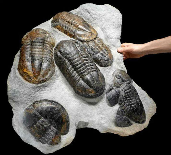 Fossil collectors