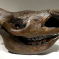Woolly rhinoceros skull