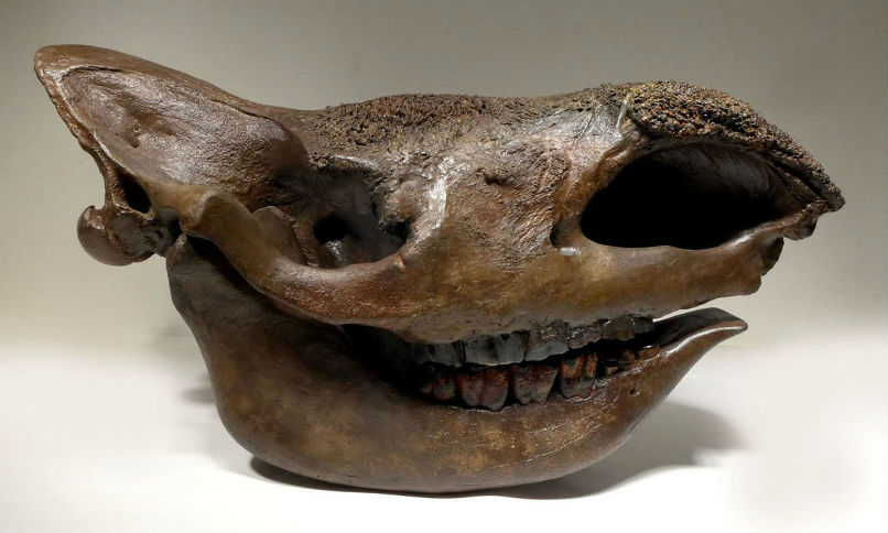 Woolly rhinoceros skull