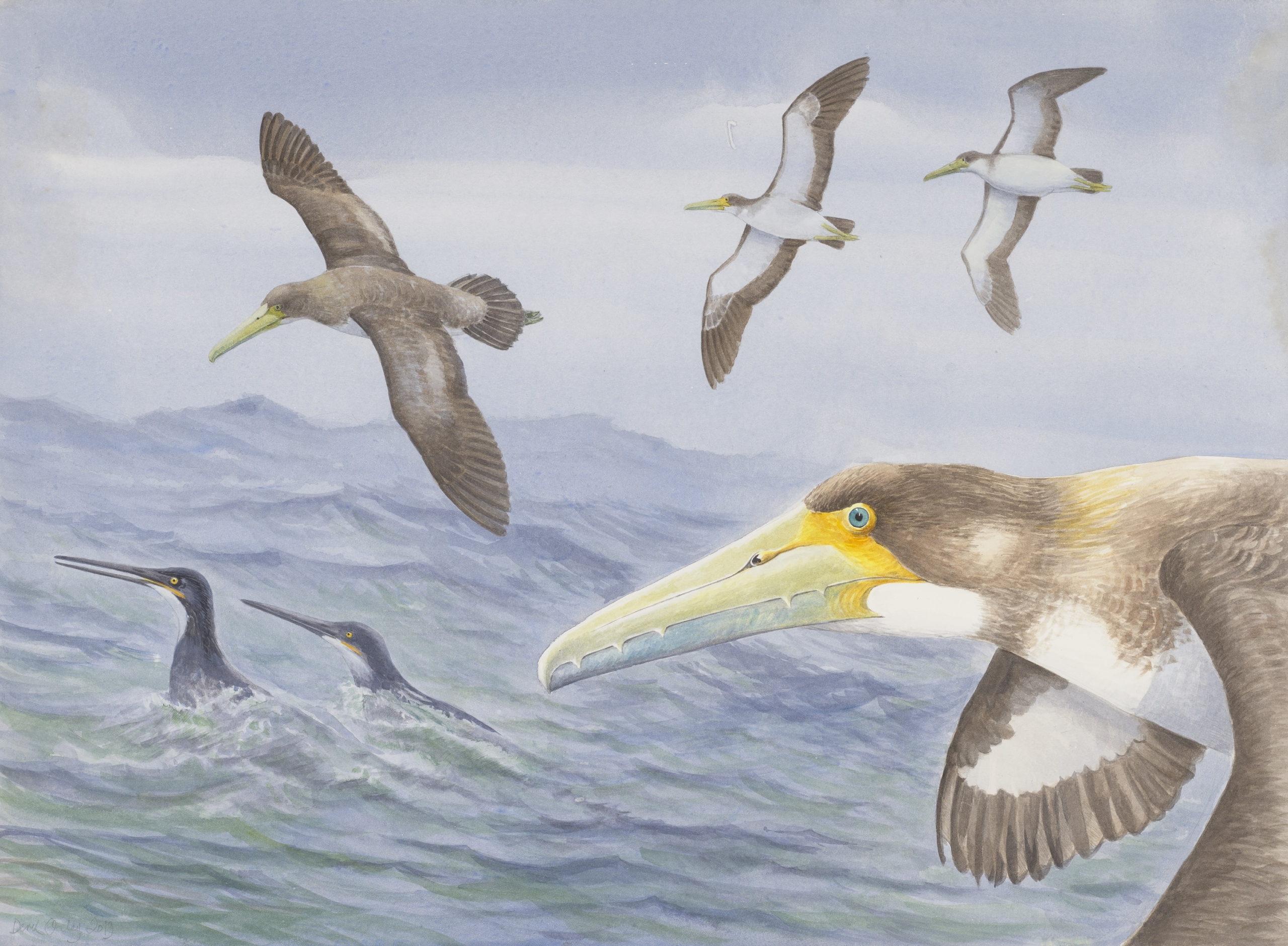 Scientists in New Zealand discover one of world&#8217;s oldest bird species