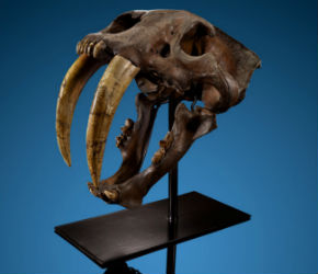 Rare saber-tooth cat skull fossil could make $1M at auction