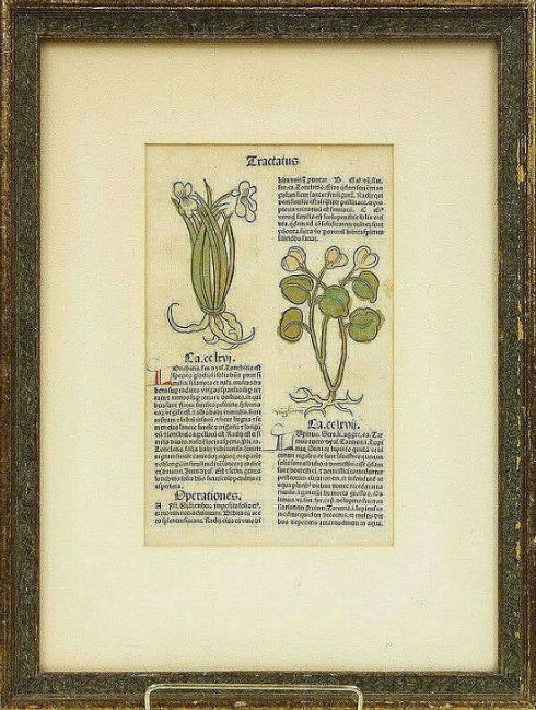 botanical prints