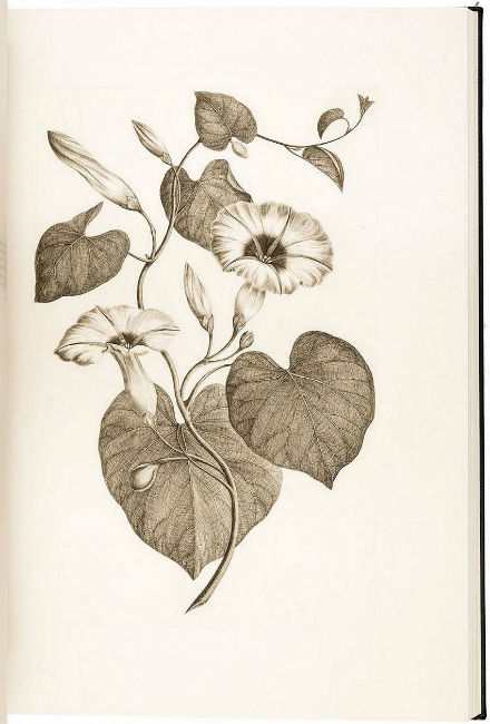 botanical prints