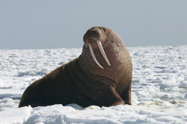 trafficking walrus tusks