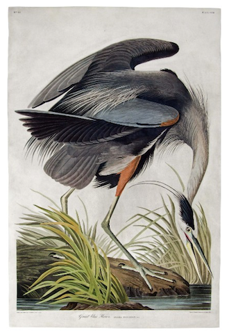 Maps, Audubon chart course of Swann auction July 9