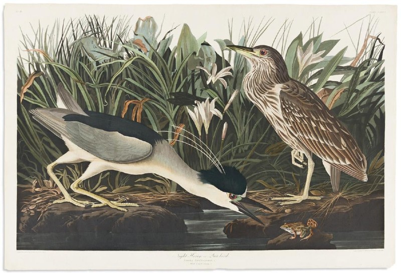Audubon painting
