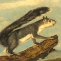 Audubon painting