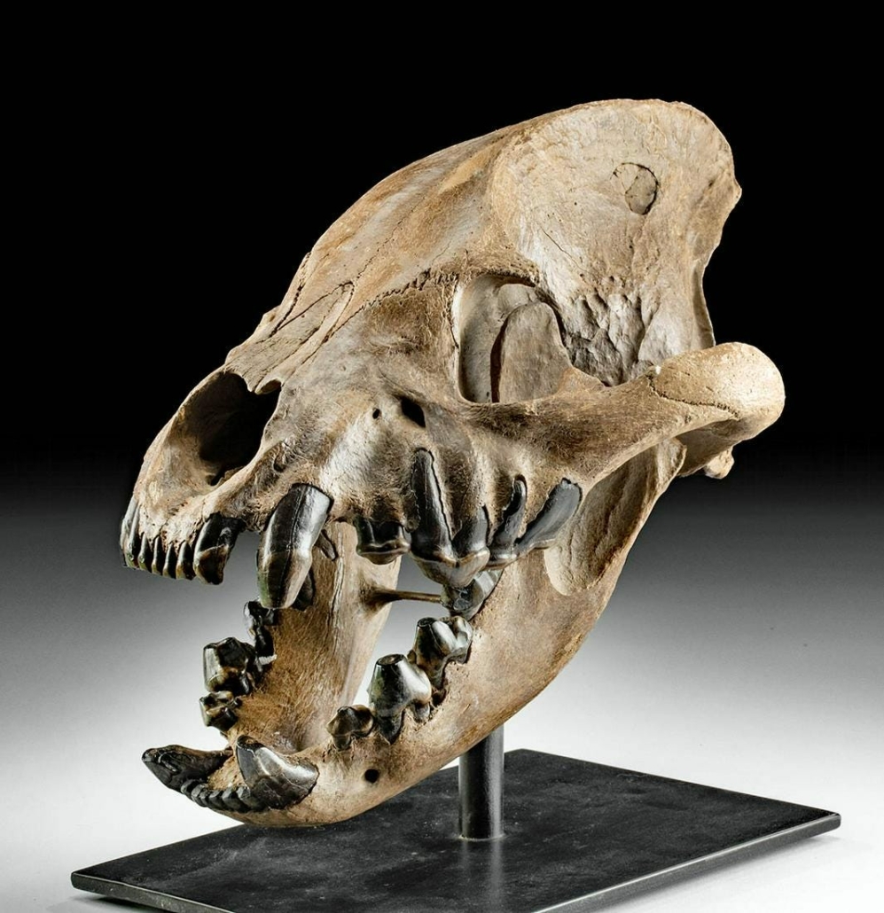 Fossilized skull of cave hyena, also known as Ice Age spotted hyena, estimated at $32,000-$48,000