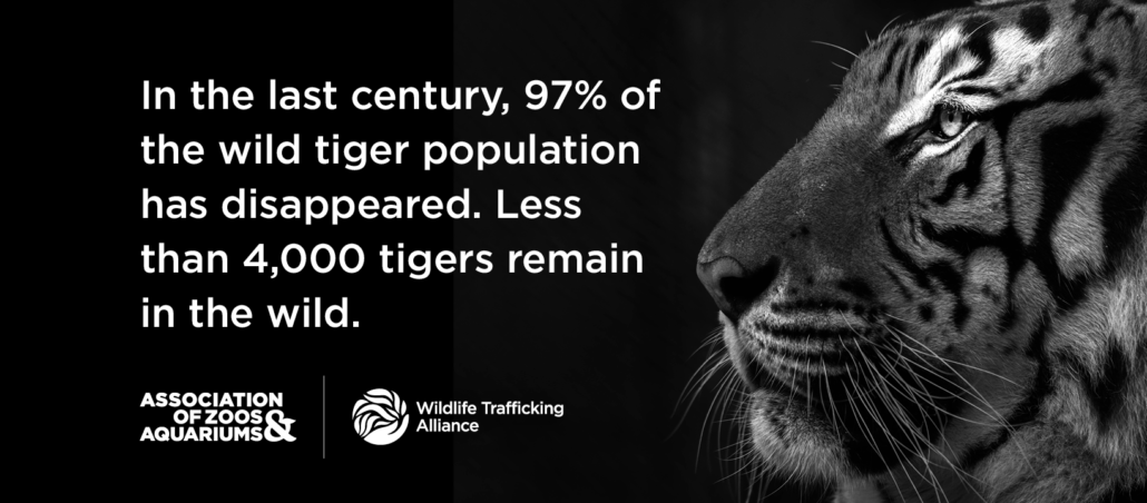 International Tiger Day: Fewer than 4,000 tigers remain in the wild