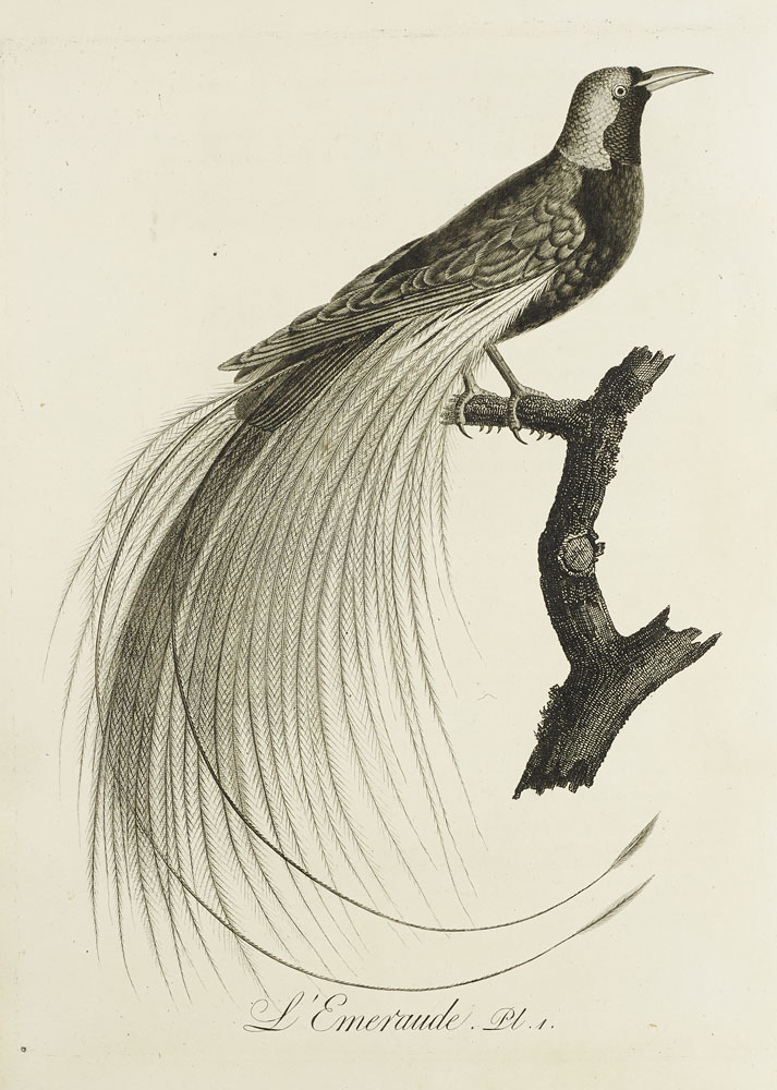 Audebert and Viellot's ‘Oiseaux dores ou a reflets metalliques,’ estimated at €4,500-€9,000